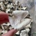 新会三花陈皮地摊电商批发新会三花陈皮青皮陈皮干橘子皮干