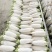 精品长白萝卜大量供应出口外贸边贸量大从优加工合格规格包装