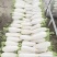 精品长白萝卜大量供应出口外贸边贸量大从优加工合格规格包装