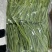 安徽贡菜干，全国发货，诚信经营，可对接电商餐饮商超