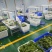 安徽贡菜干，全国发货，诚信经营，可对接电商餐饮商超