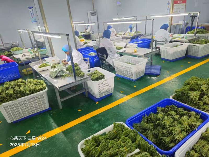 安徽贡菜干，全国发货，诚信经营，可对接电商餐饮商超