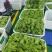 【精选】贡菜干，基地直发，量大从优，餐饮火锅好搭档，诚信经营
