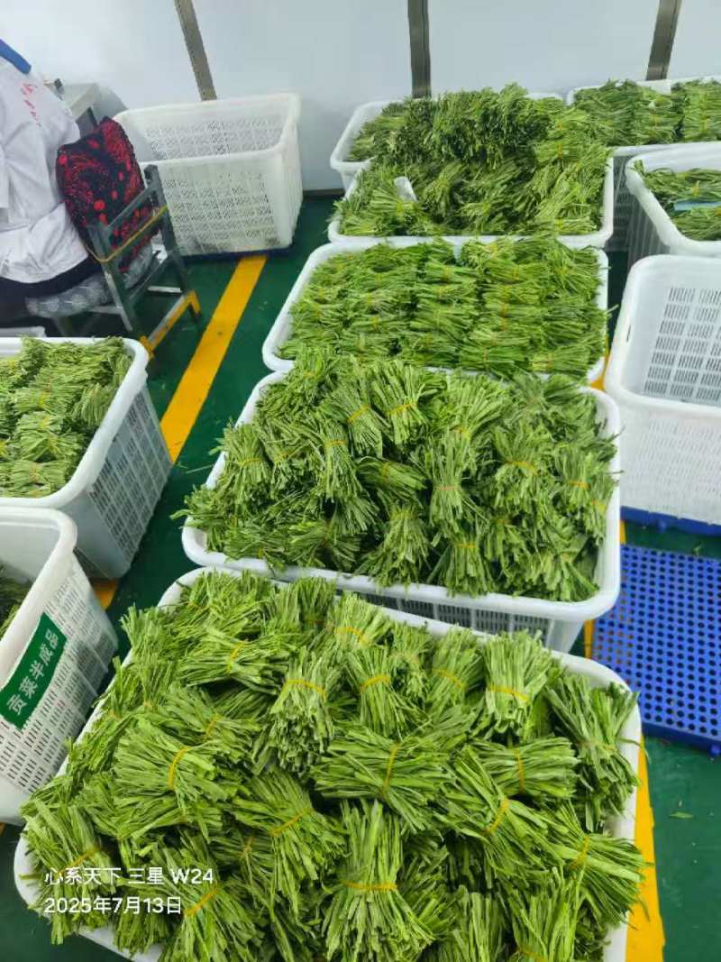 【精选】贡菜干，基地直发，量大从优，餐饮火锅好搭档，诚信经营