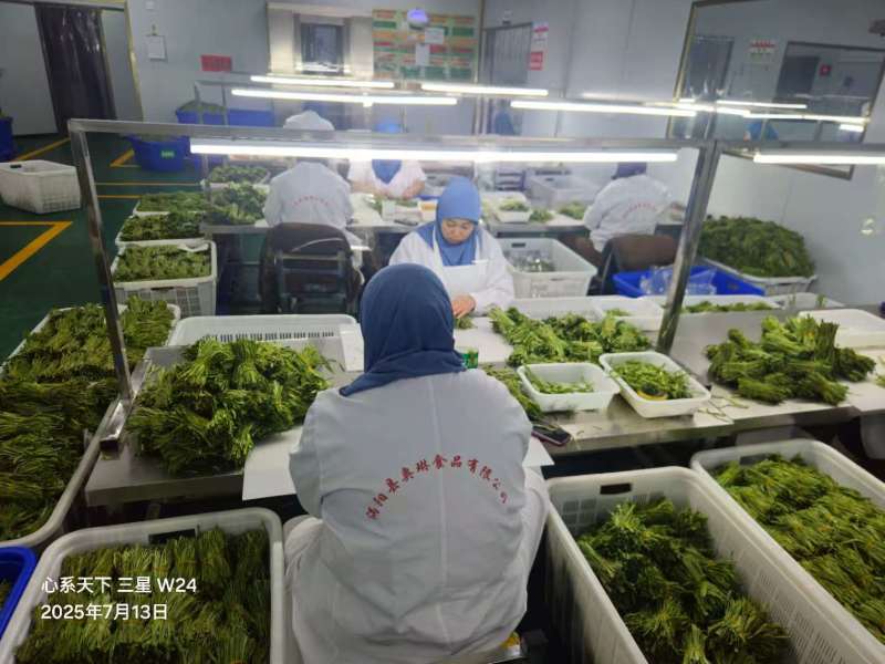 【精选】贡菜干，基地直发，量大从优，餐饮火锅好搭档，诚信经营