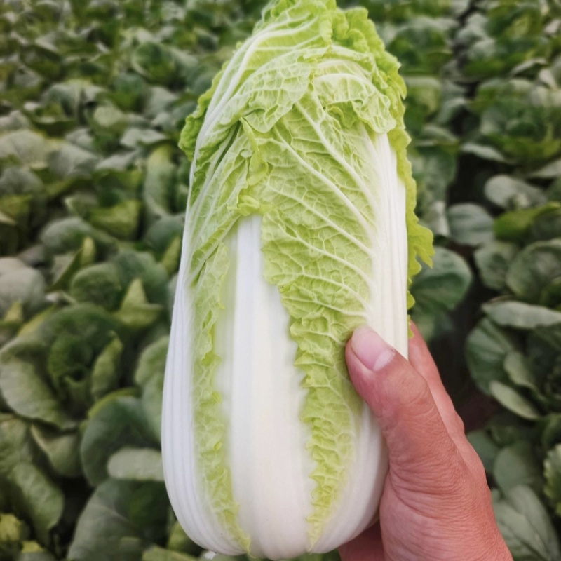 迷你娃娃菜杂交黄心小白菜种籽秋季皇后娃娃菜种子口感鲜嫩