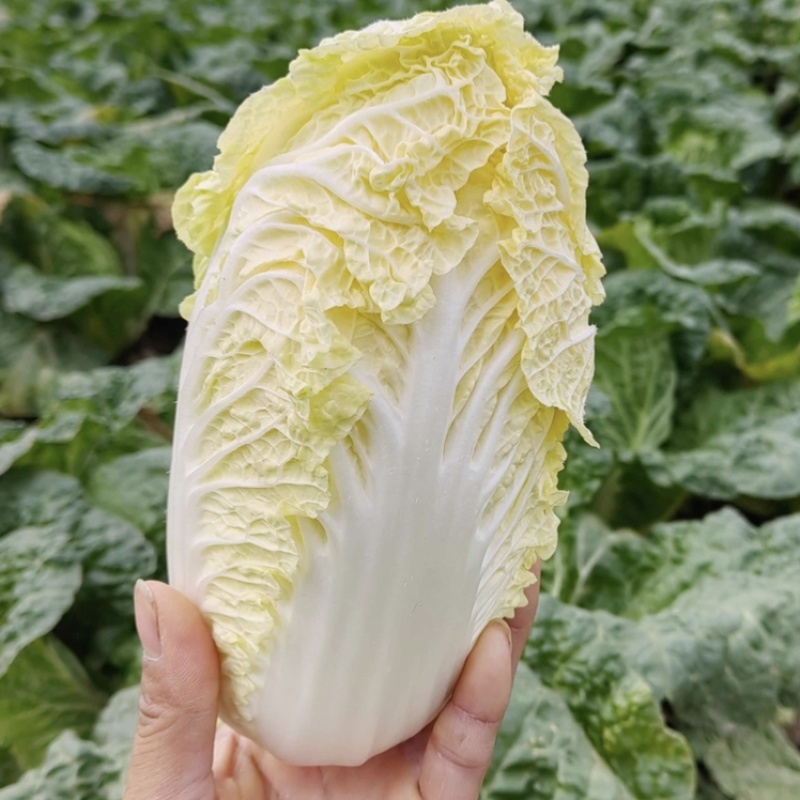 迷你娃娃菜杂交黄心小白菜种籽秋季皇后娃娃菜种子口感鲜嫩