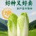 迷你娃娃菜杂交黄心小白菜种籽秋季皇后娃娃菜种子口感鲜嫩