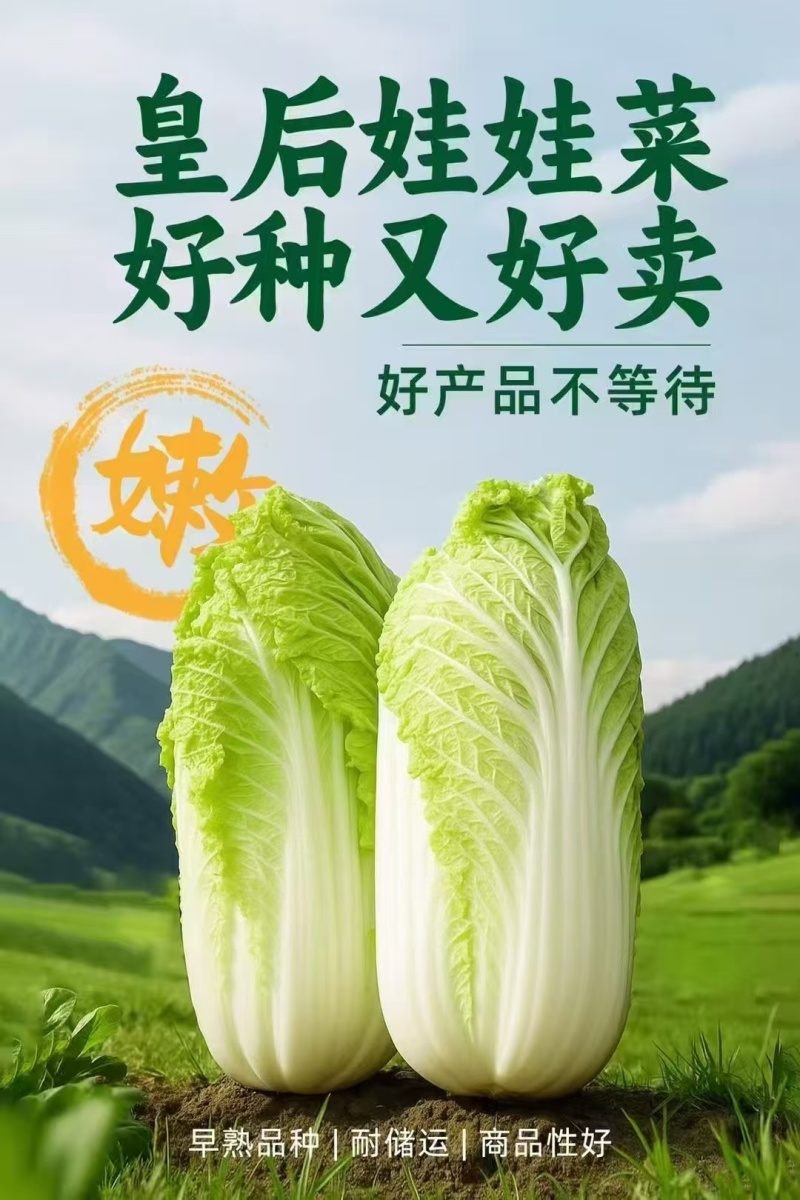 迷你娃娃菜杂交黄心小白菜种籽秋季皇后娃娃菜种子口感鲜嫩