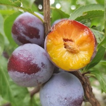 湖北《精品》脆红李，高山种植，糖分高，脆甜可口，大量供应