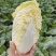 上汤娃娃菜种子精选春秋蔬菜正宗黄心小白菜种子