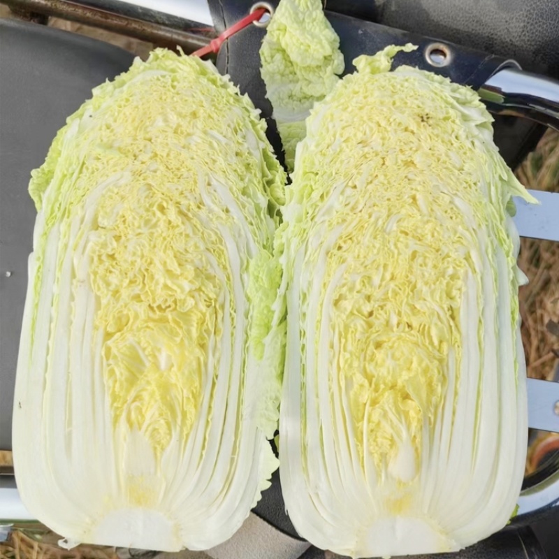 上汤娃娃菜种子精选春秋蔬菜正宗黄心小白菜种子
