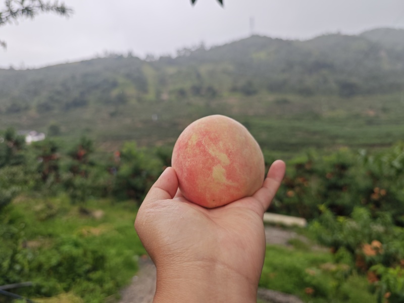 丽江金秋红蜜桃