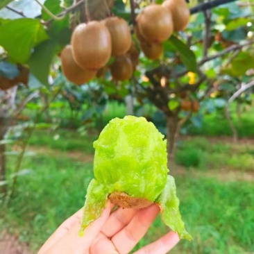 眉县猕猴桃🥝