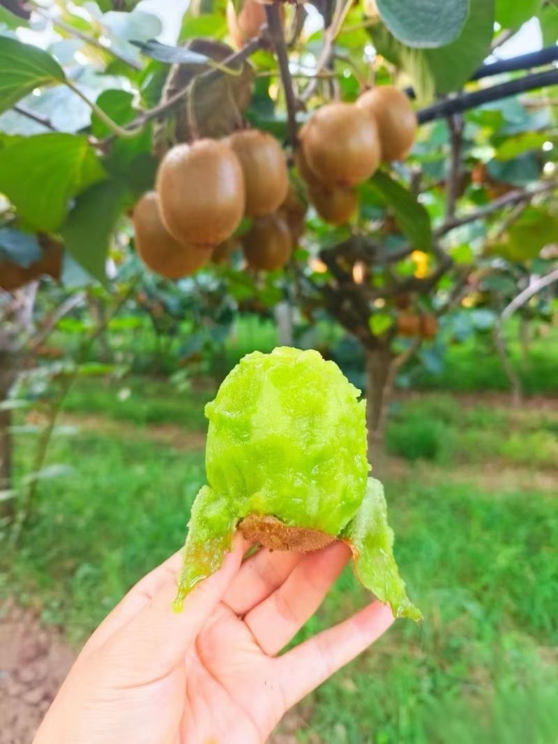 眉县猕猴桃🥝