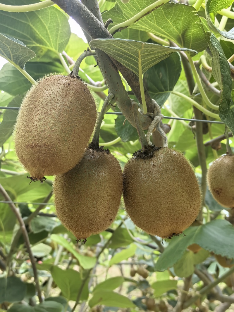 眉县猕猴桃🥝