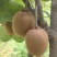 眉县猕猴桃🥝