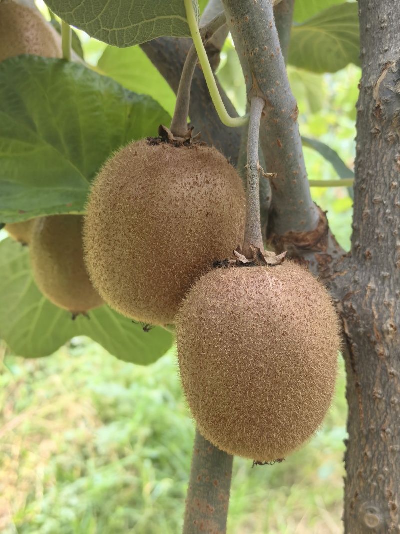 眉县猕猴桃🥝