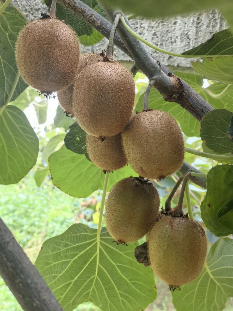 眉县猕猴桃🥝