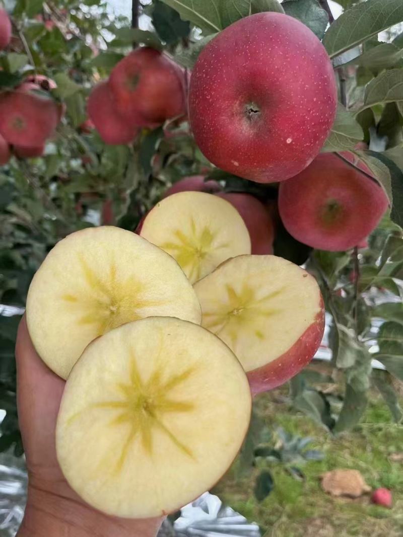 昭通糖心丑苹果红露苹果