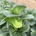 金盛达黑大头青梗菜种子黑叶矮脚油菜青菜籽苏州青农家蔬菜