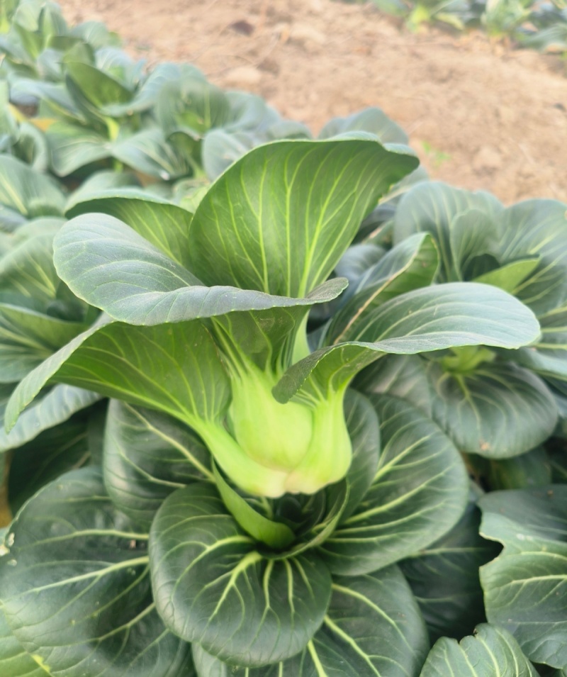 金盛达黑大头青梗菜种子黑叶矮脚油菜青菜籽苏州青农家蔬菜