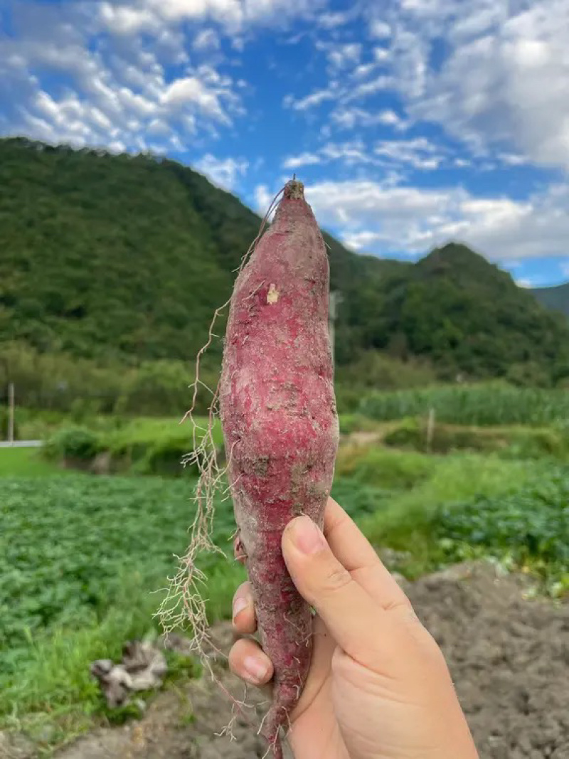 正宗红薯