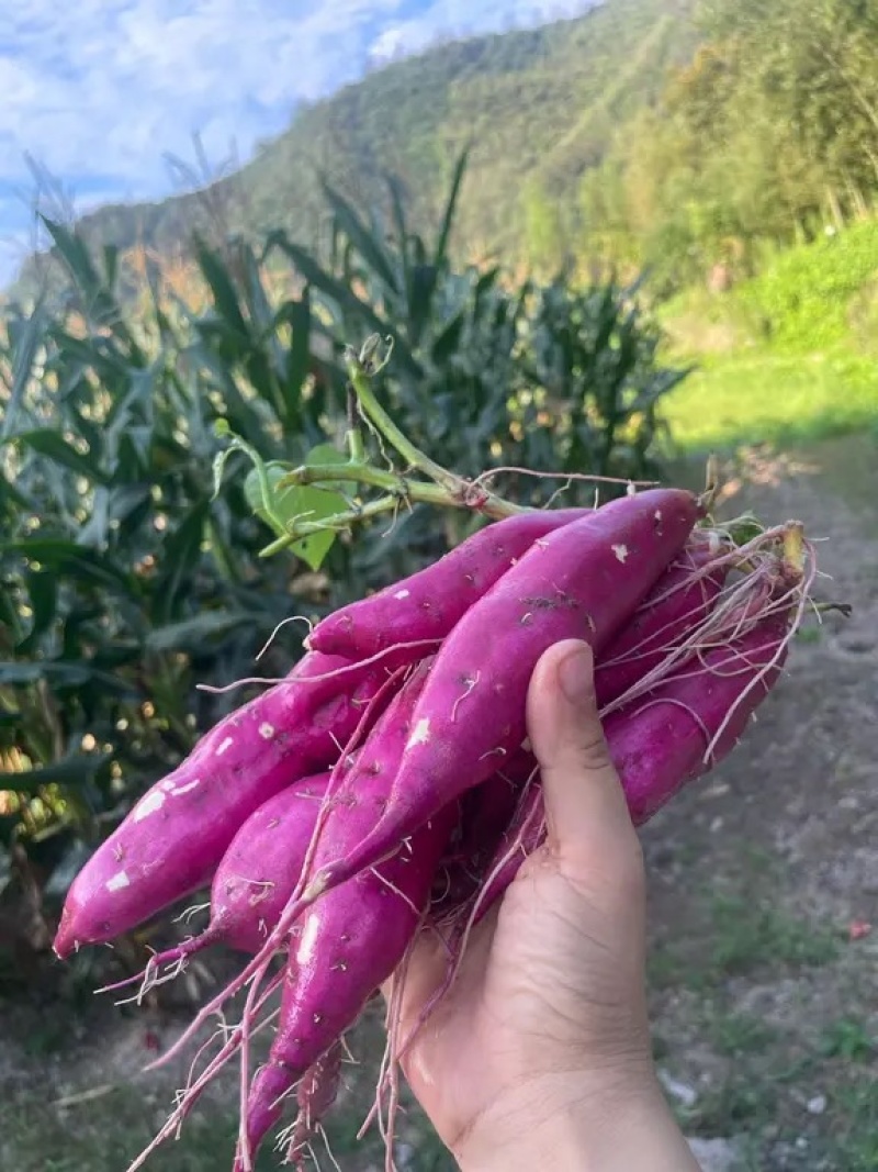正宗红薯
