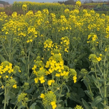 佳油1号万金油油菜种子高产胖荚大籽油菜籽抗倒伏不窜枝油菜