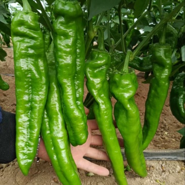 万亩薄皮泡椒，大小苏椒，青黑条，大小皱皮，螺丝，55号，