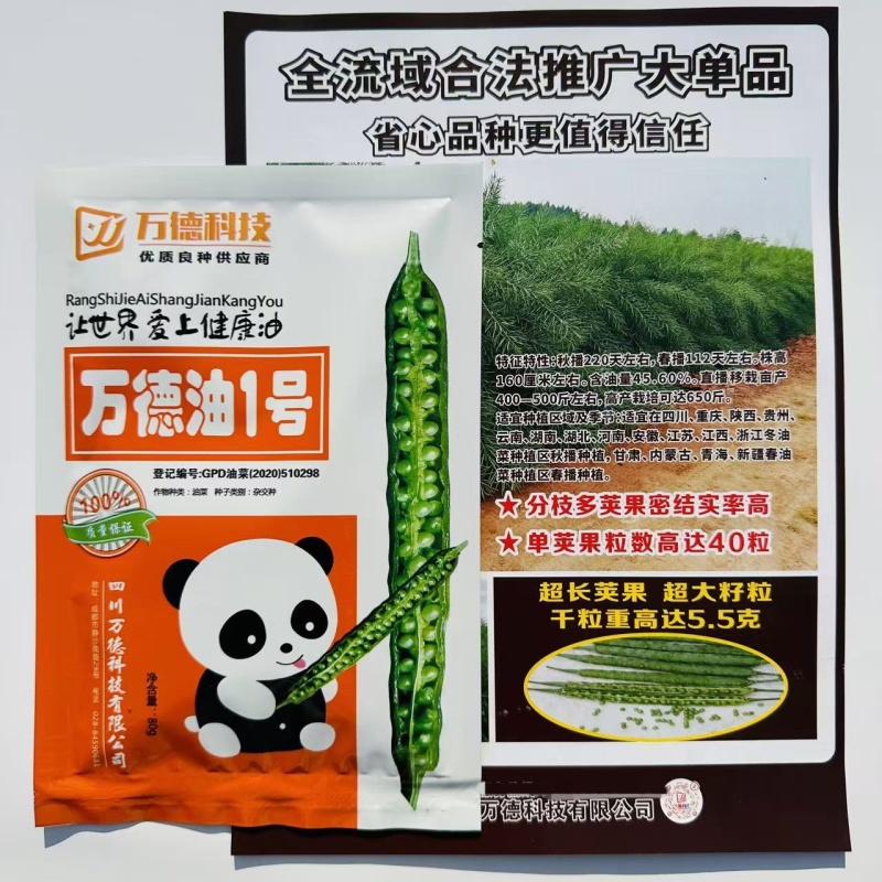 万德油1号油菜籽种子矮杆荚多优质浓香型油菜种子出油高抗寒