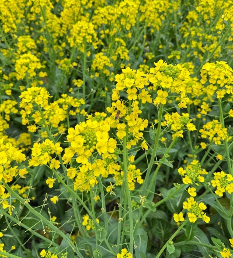 万德油1号油菜籽种子矮杆荚多优质浓香型油菜种子出油高抗寒