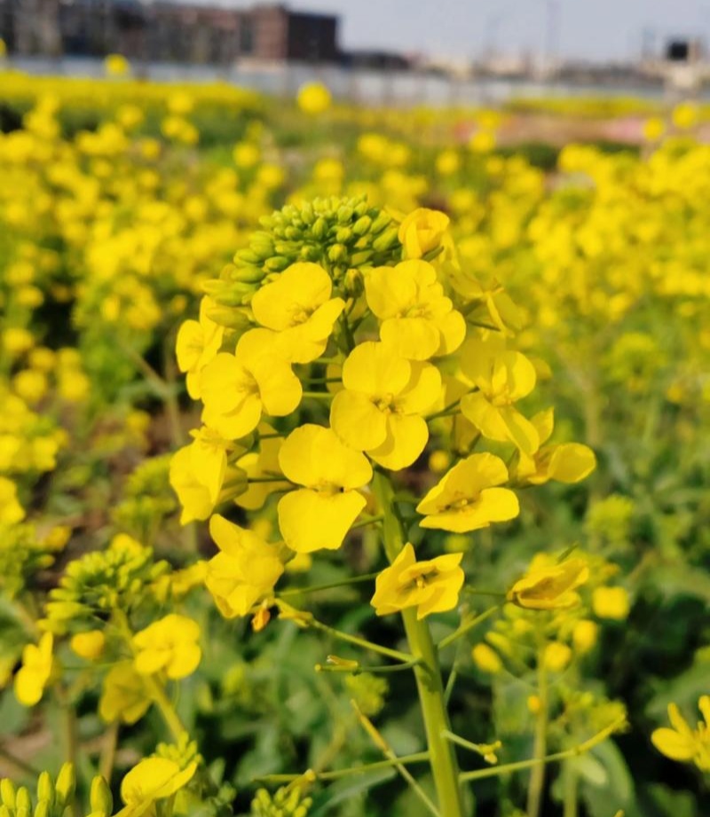 万德油1号油菜籽种子矮杆荚多优质浓香型油菜种子出油高抗寒