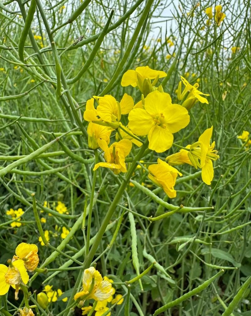 万德油1号油菜籽种子矮杆荚多优质浓香型油菜种子出油高抗寒