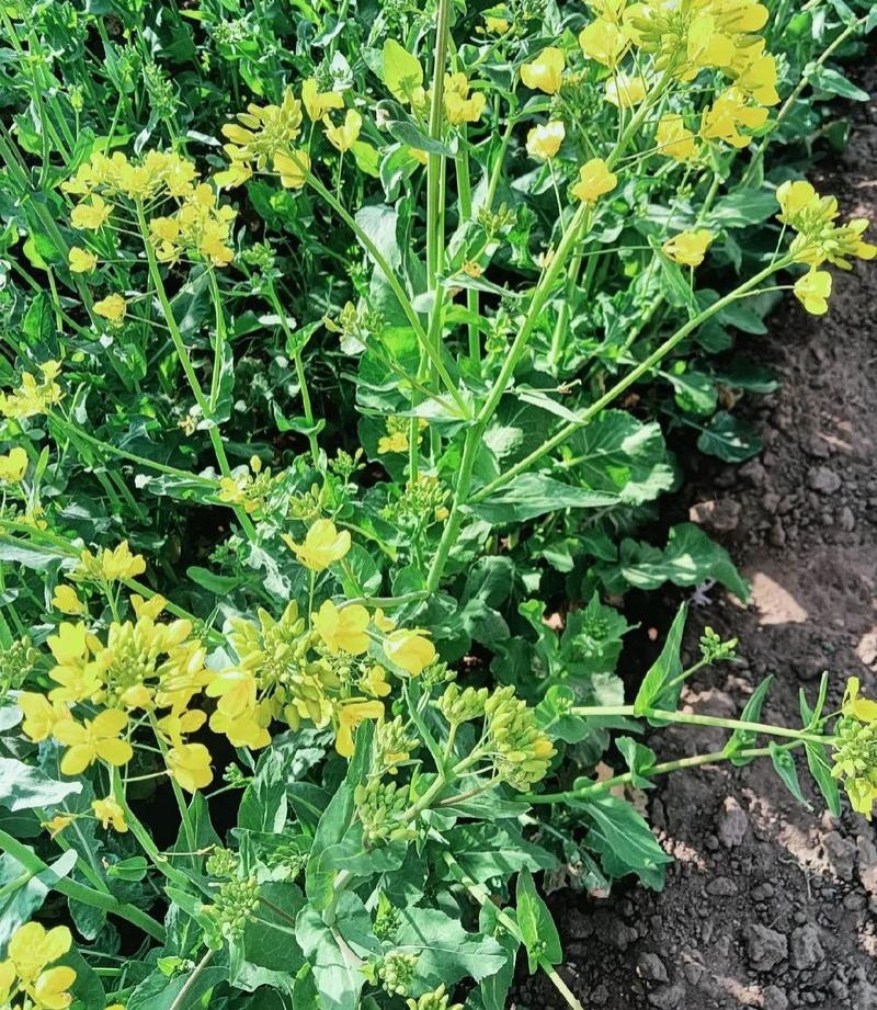 万德油1号油菜籽种子矮杆荚多优质浓香型油菜种子出油高抗寒