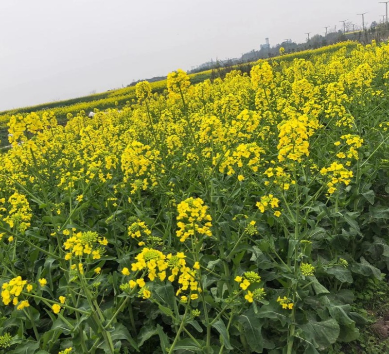 万德油1号油菜籽种子矮杆荚多优质浓香型油菜种子出油高抗寒