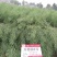 万德油1号油菜籽种子矮杆荚多优质浓香型油菜种子出油高抗寒