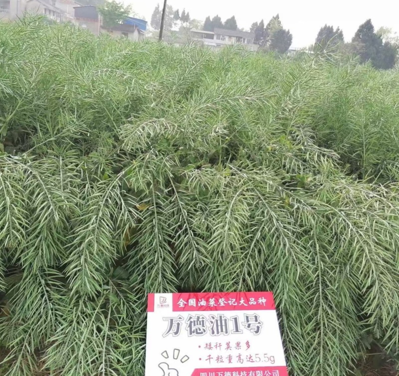 万德油1号油菜籽种子矮杆荚多优质浓香型油菜种子出油高抗寒