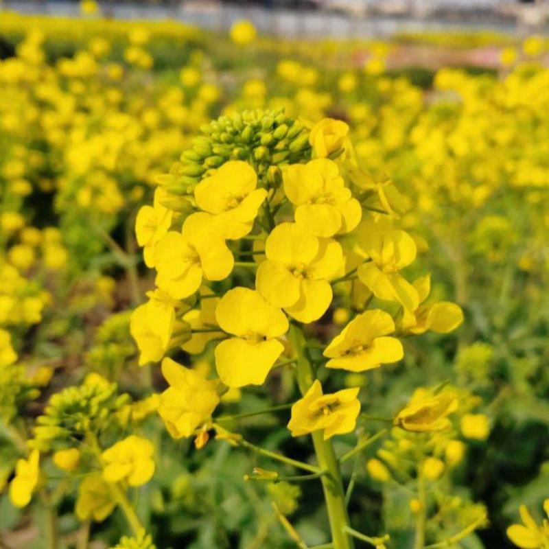 万德油1号油菜籽种子矮杆荚多优质浓香型油菜种子出油高抗寒