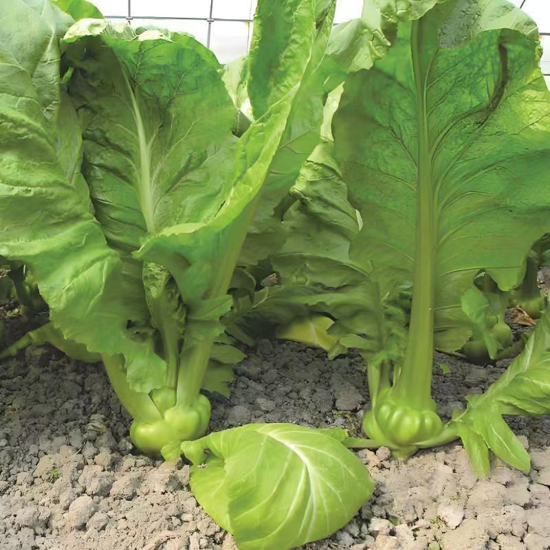 涪临一号榨菜种子高产抗病耐热耐寒农家菜园基地种植蔬菜