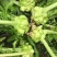 涪临一号榨菜种子高产抗病耐热耐寒农家菜园基地种植蔬菜