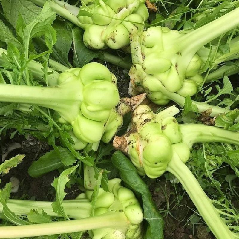 涪临一号榨菜种子高产抗病耐热耐寒农家菜园基地种植蔬菜