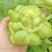 涪临一号榨菜种子高产抗病耐热耐寒农家菜园基地种植蔬菜