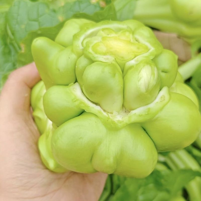 涪临一号榨菜种子高产抗病耐热耐寒农家菜园基地种植蔬菜