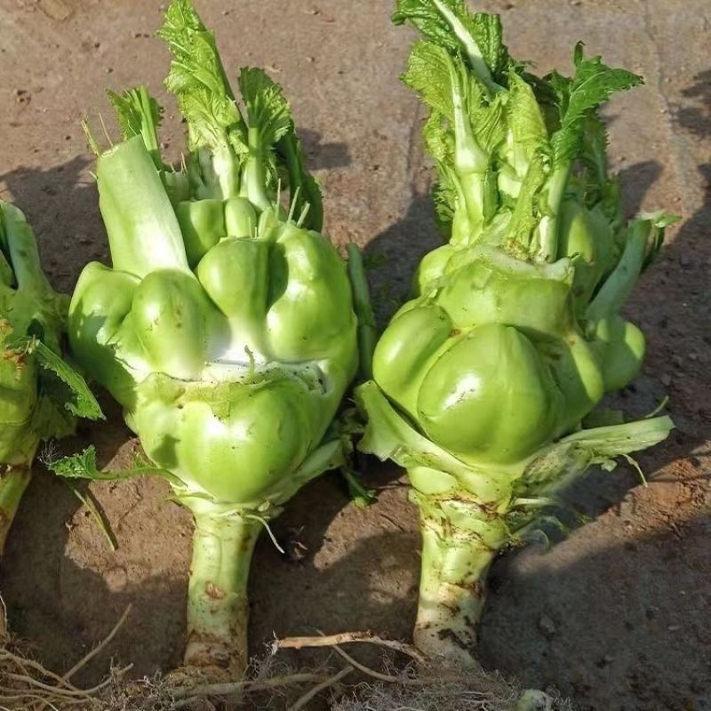 涪临一号榨菜种子高产抗病耐热耐寒农家菜园基地种植蔬菜
