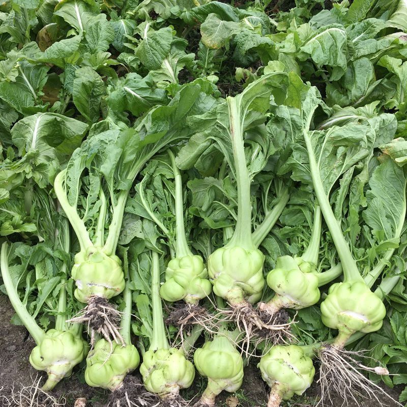 涪临一号榨菜种子高产抗病耐热耐寒农家菜园基地种植蔬菜