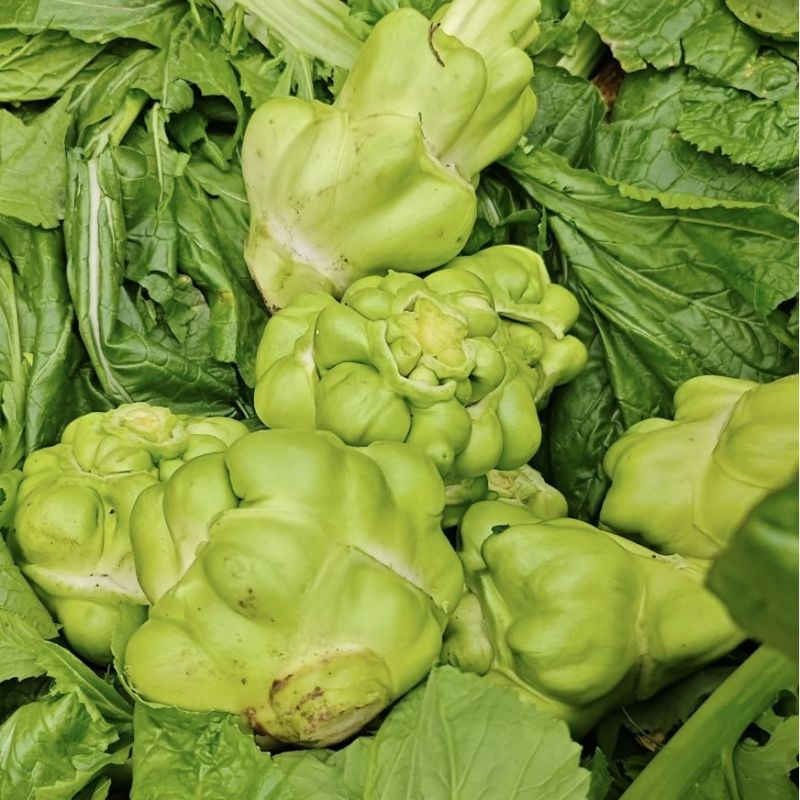 涪临一号榨菜种子高产抗病耐热耐寒农家菜园基地种植蔬菜