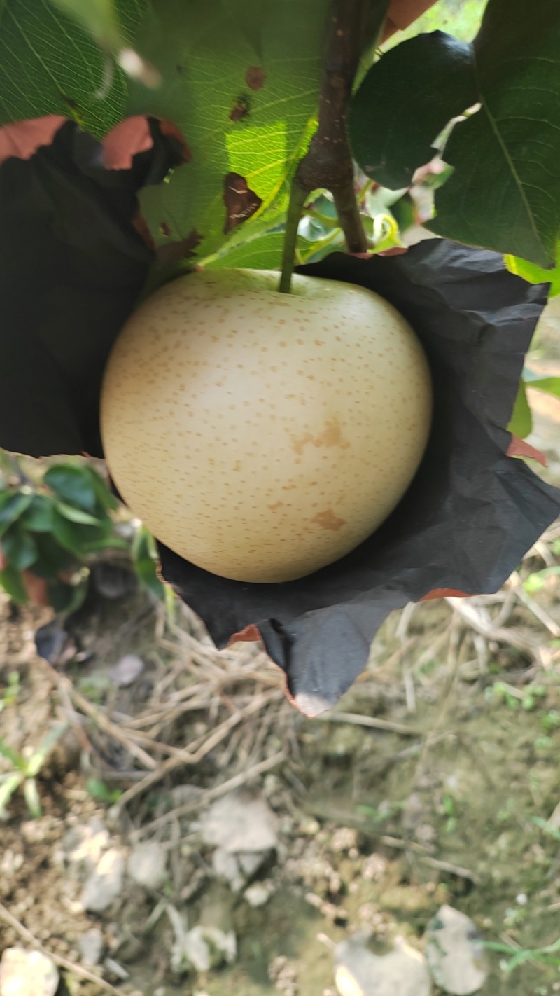 本地山坡皇冠梨口感甜，货源充足质量三包，诚信经营