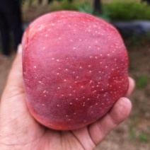 山西榆次红星，75起步通货