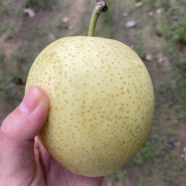 自家头茬皇冠
